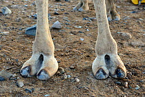 Feet of Dromedary camel (Camelus dromedarius), Danakil Depression, Afar region, Ethiopia, March 2015.