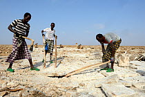 Afar men mining salt at Lake Assale. Danakil depression, Afar region, Ethiopia, March 2015.
