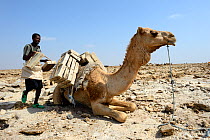 Man loading Dromedary camel (Camelus dromedarius) with 5kg blocks of salt to transport to Mekele Market, Lake Assale, Danakil depression, Afar region, Ethiopia, March 2015.