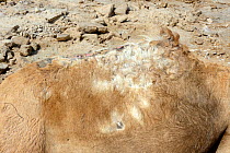 Injured hump of a caravan Dromedary camel (Camelus dromedarius) due to heavy loads of salt, Lake Assale,  Danakil depression, Afar region, Ethiopia, March 2015.