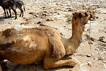 Injured hump of a caravan Dromedary camel (Camelus dromedarius) due to heavy loads of salt, Lake Assale,  Danakil depression, Afar region, Ethiopia, March 2015.
