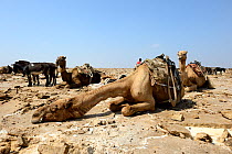 Resting caravan of Dromedary camels (Camelus dromedarius) waiting to transport salt blocks, from Lake Assale,  Danakil depression, Afar region, Ethiopia, March 2015.