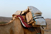 5kg blocks of salt loaded on the back of Dromedary camel (Camelus dromedarius) transporting them from Lake Assale, to Mekele market, Danakil Depression, Afar region, Ethiopia, March 2015.