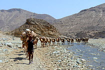 Salt caravans made up of hundreds of Dromedary camels (Camelus dromedarius) and their pullers transporting salt slabs cut from the salt lake Assale, to Mekele market, Saba Canyon, Danakil Depression,...