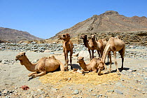 Caravan of Dromedary camels (Camelus dromedarius) at a rest point near river, Saba Canyon. Transporting salt from salt mine of Lake Assale to the Mekele market,  Danakil depression, Afar region, Ethio...