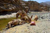 Caravan of Dromedary camels (Camelus dromedarius) feeding and drinking at the river, Saba Canyon. Transporting salt from the salt mine of lake Assale to the Mekele market,  Danakil depression, Afar re...