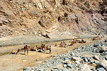Caravan of Dromedary camels (Camelus dromedarius) and their pullers at a resting point, Saba Canyon. Transporting salt from the salt mines of lake Assale to the Mekele market,  Danakil Depression, Afa...
