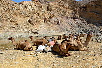 Caravan Dromedary camels (Camelus dromedarius) and their pullers at a resting point, Saba Canyon. Transporting salt from the salt mines of lake Assale to the Mekele market,  Danakil Depression, Afar r...