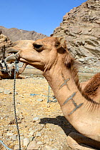 Head and neck of caravan Dromedary camel (Camelus dromedarius) with brand mark, Saba canyon,  Danakil Depression, Afar region, Ethiopia, March 2015.