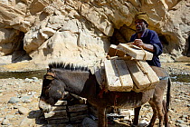 Man loading donkey with salt blocks after break. Salt is from the salt mines of Lake Assale, to bring them to the Mekele market, Saba Canyon, Danakil Depression, Afar region, Ethiopia, March 2015.