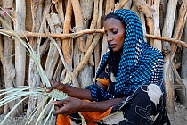 Afar woman weaving palm fronds to mats which will be used as walls for their huts,  Malab-Dei village, Danakil depression, Afar region, Ethiopia, March 2015.