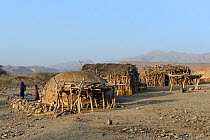 Malab-Dei village with huts made out of palm mats, Danakil depression, Afar region, Ethiopia, March 2015.
