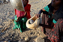 Afar tribe women baking bread with a hot stone on open fire, Malab-Dei village, Danakil depression, Afar region, Ethiopia, March 2015.