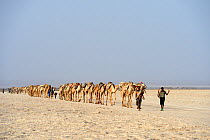 Salt caravans made up of hundreds of dromedary camels (Camelus dromedarius) and their pullers transporting salt slab cuts from the salt lake Assale to the Mekele market, Danakil depression, Afar regio...