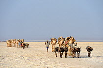 Salt caravans made up of hundreds of dromedary camels (Camelus dromedarius), donkeys and their pullers transporting salt slab cuts from the salt lake Assale to the Mekele market, Danakil depression, A...