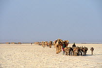 Salt caravans made up of hundreds of Dromedary camels (Camelus dromedarius), donkeys and their pullers transporting salt slabs cut from the salt lake Assale to the Mekele market, Danakil depression, A...