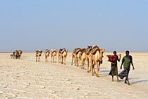 Salt caravans made up of hundreds of Dromedary camels (Camelus dromedarius) and their pullers transporting salt slabs cut from the salt lake Assale to the Mekele market, Danakil depression, Afar regio...