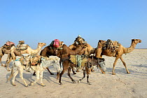 Salt caravans made up of hundreds of Dromedary camels (Camelus dromedarius), donkeys and their pullers transporting salt slabs cut from the salt lake Assale to the Mekele market, Danakil depression, A...