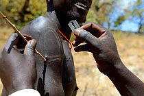 Men from the Mursi tribe decoratively scarring skin, one man scars the arm of another one by lifting the skin with an acacia spine and cutting it with a razor blade, Ethiopia, March 2015.
