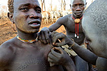 Young man from the Bodi Tribe  having new scars made on his chest with razor blade,  to make decorative skin scarifications. Omo Valley,  Ethiopia, March 2015.