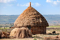 Oromo tribe hut with thatched roof. Oromia Region, Central Ethiopia, Africa, March 2009.