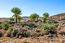 Giant lobelia (Lobelia rhynchopetalum) Sanetti Plateau, Bale Mountains National Park, Oromia Region, Southeast Ethiopia, Africa, March 2009. Endemic species.