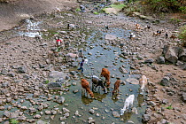 Cows and donkeys drinking from the Web River (Weyib River) in Islams sacred valley -  Sof Omar. Bale Province, Oromia Region, Ethiopia, Africa, March 2009.