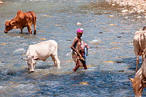 Young woman with clothes to wash, with cows drinking from the Web River (Weyib River) in Islams sacred valley - Sof Omar. Bale Province, Oromia Region, Ethiopia, Africa, March 2009