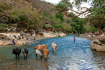 People washing clothes, and with cattle in the Web River (Weyib River) in Islams sacred valley - Sof Omar. Bale Province, Oromia Region, Ethiopia, Africa, March 2009.