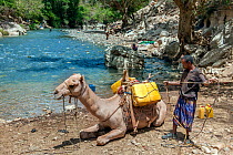 Oromo tribe man securing yellow water containers filed at the Web river (Weyib river) to Dromedary camel (Camelus dromedarius). Bale Province, Oromia Region, Ethiopia, Africa, March 2009.