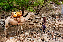 Oromo tribe man  on his way back home after filling his yellow water containers from the Web River and loading them on his Dromedary Camel (Camelus dromedarius). Bale Province, Oromia Region, Ethiopia...