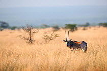 Beisa oryx  (Oryx beisa beisa) Awash National Park, Afar Region, Great Rift Valley, Ethiopia, Africa, March.