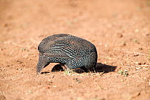 Helmeted guineafowl (Numida meleagris) looking for food, with head buried in hole,  Awash National Park, Afar Region, Great Rift Valley, Ethiopia, Africa, March.