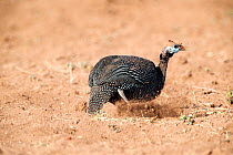 Helmeted guineafowl (Numida meleagris) digging with its leg for food, Awash National Park, Afar Region, Great Rift Valley, Ethiopia, Africa, March.