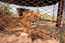 Male Lion (Panthera leo) kept in a cage at Awash National Park. The lion has been captive since it was very young and now it cannot be released back into the wild because other male lions would kill i...