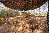 Male Lion (Panthera leo) kept in a cage at Awash National Park. The lion has been captive since it was very young and now it cannot be released back into the wild because other male lions would kill i...