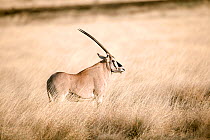Beisa oryx (Oryx beisa beisa) Awash National Park, Afar Region, Great Rift Valley, Ethiopia, Africa, March.