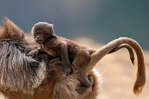 Gelada baboon (Theropithecus gelada) female carrying baby. Simien Mountains National Park, Ethiopia, March.