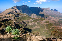 Expansive view of Simien Mountains National Park  including the Giant lobelia (Lobelia rhynchopetalum)  Semien Gondar Zone, Amhara Region, Ethiopia, March 2009. Endemic.
