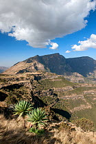 Expansive view of Simien Mountains National Park  including the Giant lobelia (Lobelia rhynchopetalum)  Semien Gondar Zone, Amhara Region, Ethiopia, Marc 2009.. Endemic.