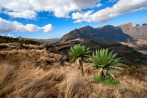 Expansive view of Simien Mountains National Park with Giant Lobelia (Lobelia rhynchopetalum) Simien Mountains National Park, Amhara Region, Ethiopia, Africa, March 2009.