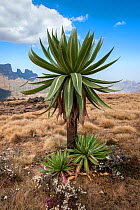 Giant Lobelia (Lobelia rhynchopetalum) Simien Mountains National Park, Amhara Region, Ethiopia, Africa, March 2009.