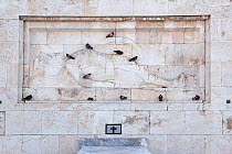 Tomb of the  Unknown Soldier with Feral pigeons (Columba livia) sitting on the monument located in Parliament Square (Syntagma Square) Attica region, Athens, Greece, Mediterranean, September 2013