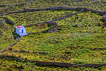 Small chapel in field, with two cows. Mykonos Island, Cyclades, Greece, April.