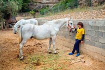 Young boy and two white horses (Equus ferus caballus) traditional carriages used on Spetses Island to transport people as no cars are allowed on the island. Spetses Island, Aegean Sea, Greece, Mediter...