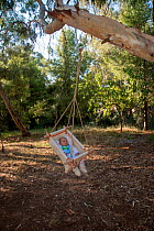 Baby boy sleeping inside a baby swing hanging from Eucalyptus tree (Eucalyptus globulus) in a public garden, Halandri, a suburb of Athens. Attica Region, Athens Suburb, Greece, October 2013. Model rel...