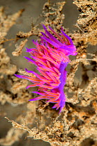 Purple nudibranch (Flabellina affinis) Athens, Attica Region, Greece. Saronic Gulf, Aegean Sea. August.