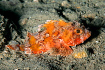 Black scorpionfish (Scorpaena porcus) on sea floor, Athens, Attica Region, Greece. Saronic Gulf, Aegean Sea. August.