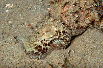 Common octopus (Octopus vulgaris) on sea floor during daytime, Athens, Attica Region, Greece. Saronic Gulf, Aegean Sea. August.