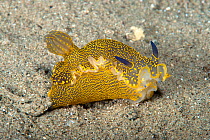 Elegant sea slug (Hypselodoris picta) Athens, Attica Region, Greece. Saronic Gulf, Aegean Sea. August.